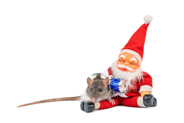 cute rat on white background Santa Claus insulator.