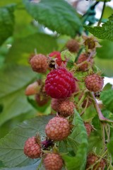 Canvas Print - ripe raspberry on a bush