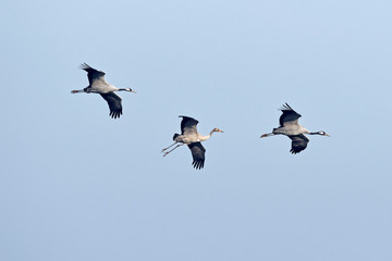 Poster - fliegende Kraniche (Grus grus), Pärchen mit Jungvogel in der Mitte - migrating cranes