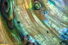 Abstract Background Of Extreme Close Up Of The Rainbow Of Colors In An Abalone Shell