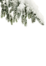 Sprig Of Christmas Tree ( Spruce, Fir, Fir-tree ) Covered Hoarfrost And In Snow On A White Background With Space For Text