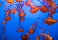 Magnificent Exotic Jellyfishes In An Aquarium