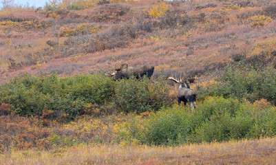 Wall Mural - Pair of Alaska Yukon Bull Moose in Autumn