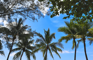 coconut palms on the beaches of asia in phuket in thailand, against the backdrop of mountains and blue sky in bounty style