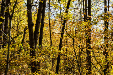 Autumnal travel landscape