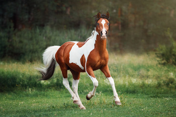 Wall Mural - Horse