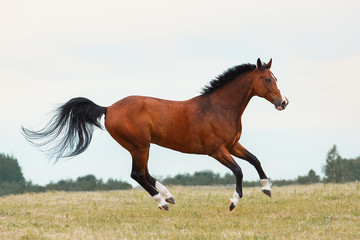 Wall Mural - Horse