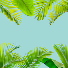 natural palm leaf on pastel blue background, nature background
