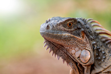 Red iguana