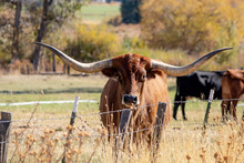 A Longhorn Steer Poses For A Photograph On A Ranch Near Mitchell In Eastern Oregon.