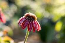 Frost On Echinacea