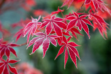 Japanese Maple Leaves With Frost
