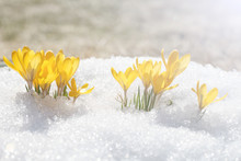 Spring Flowers Grow Under The Snow, A Beautiful Composition For Easter Cards. Yellow Crocuses In The Sun Rose After Winter, Beautiful Primroses Bloom On April Day.