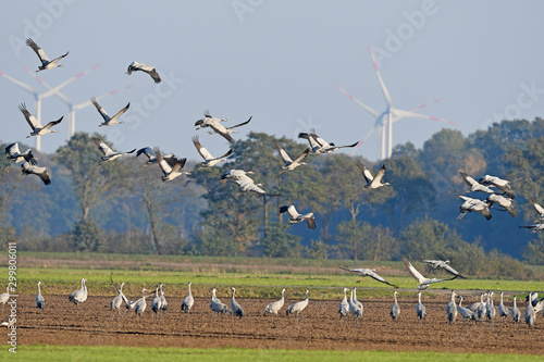 Kraniche (Grus grus) vor einer Windraftanlage - migrating cranes
