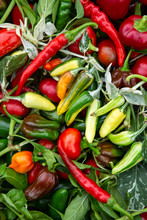 Close-up Of A Variety Of Freshly Picked Hot Peppers