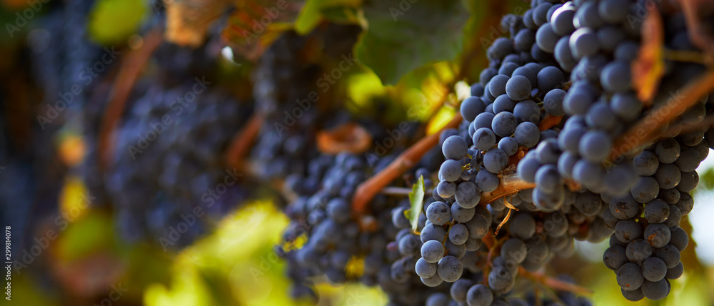 Ripe blue grapes hanging on vineyard in autumn day - obrazy, fototapety, plakaty 