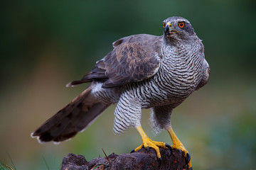 Poster - Northern goshawk in the forest in the south of the Netherlands