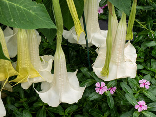 Plants at National Botanical Gardens;  Washington, D.C.