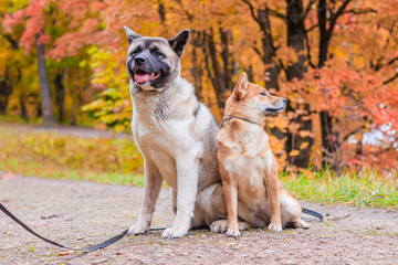 Wall Mural - Akita and Shiba for a walk in the park. Two dogs for a walk. Autumn