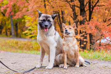 Wall Mural - Akita and Shiba for a walk in the park. Two dogs for a walk. Autumn