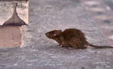 Young brown rat looking for food.