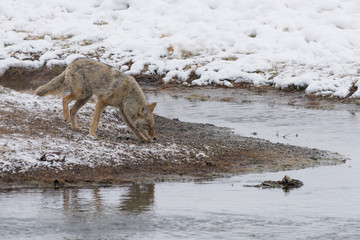 Wall Mural - Coyote crossing a river in winter in Yellowstone National Park, Wyoming, USA.