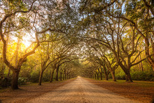 A Stunning, Long Path Lined With Ancient Live Oak Trees Draped In Spanish Moss In The Warm, Late Afternoon Near Savannah, Georgia...