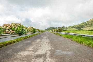 Wall Mural - Traditional empty asphalt road with dry hydrangea in São Miguel island, Azores, Portugal