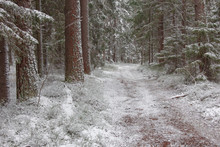 First Snow In A Pine Forest