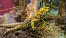 Closeup Portrait Of A Bearded Dragon Lizard, Popular Tropical Terrarium Pet In Herpetoculture