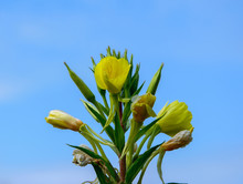 Yellow Evening Primrose Flower Close-up On A Background Of Blue Sky.