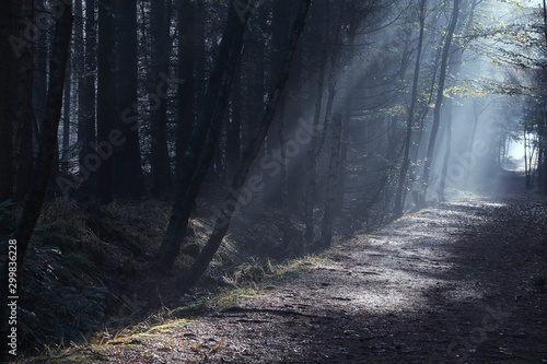 Fototapeta na szkło promienie słoneczne nad ciemną jesienią mglistą leśną ścieżką
