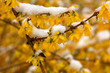 forsythia flowers covered with ice and snow