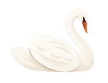 White Swan Largest Flying Bird Swim On Water Cartoon Animal Design Flat Vector Illustration Isolated On White Background