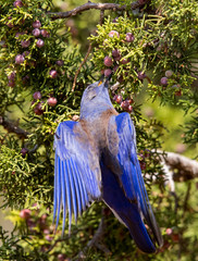 Wall Mural - Western Bluebird