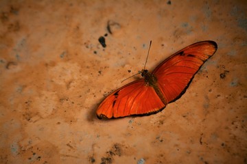 butterfly, insect, monarch, flower, nature, orange, wings, garden, green, macro, black, animal, fly, close-up, summer, wing, plant, bug, wildlife, beautiful, spring, white, beauty, butterflies