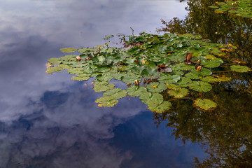 Water lily flowers and green leaves o the pond surface with blue sky and clouds reflecting on water surface .