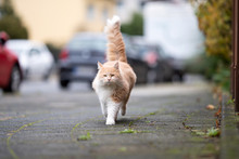 Cream Tabby White Maine Coon Cat With Fluffy Tail Walking On Sidewalk Next To Street With Parking Cars Looking At Camera