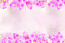 Beautiful Pink And Purple Orchid Flowers Frame Background 