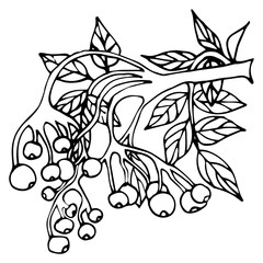 Hand drawn branches of rowan berries with leaves for winter and autumn decoration. Doodle vector illustration. Isolated on a white background.