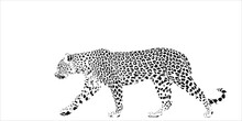 Leopard Isolated Image. Spots Can Be Made Of Any Color