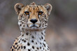 The Cheetah Stare