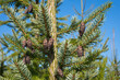 © Menyhert - Hanging decorative  brown cones of Picea omorika or Serbian spruce