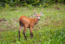 Beautiful Marsh Deer Standing In A Green Meadow, Pantanal Wetlands, Mato Grosso, Brazil