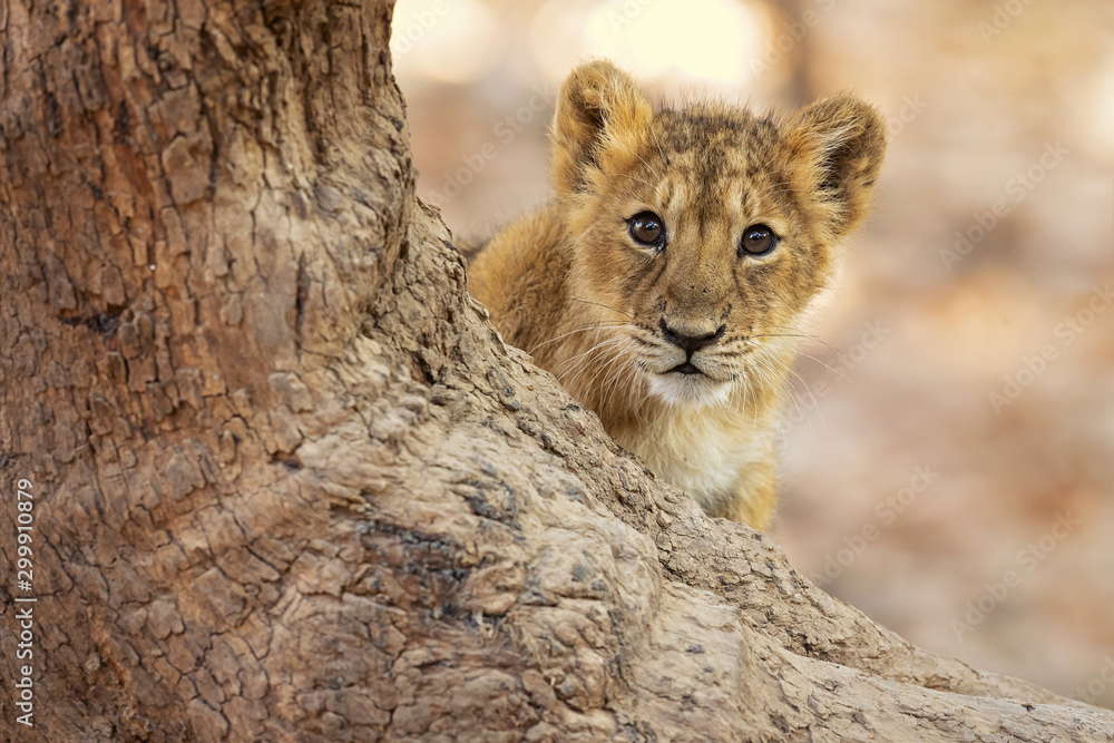 lew-azjatycki-to-panthera-leo