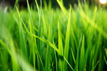 Rice on field. Green leaves background