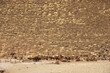 Camels and hors harnesses are waiting for tourists at the bottom of Khufu pyramid