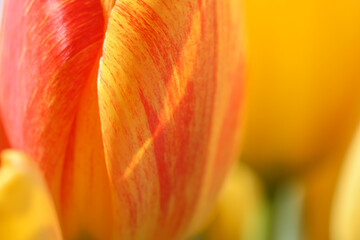 details of a tulip blooming in yellow and red