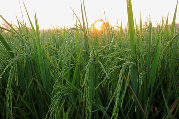 Rice green field and paddy rice for natural background.on the sunset.