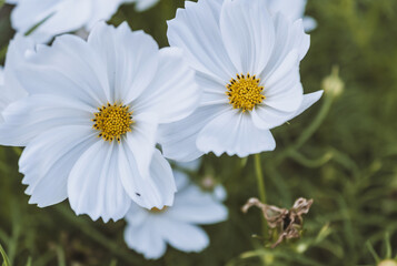 Wall Mural - Field of cosmos flower